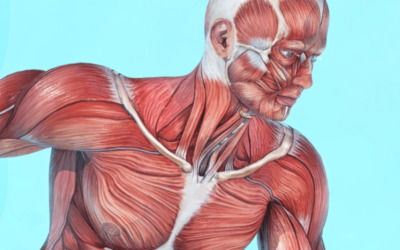 The Science Behind Releasing Muscle and Fascia: Why Hands-On Techniques Are Superior