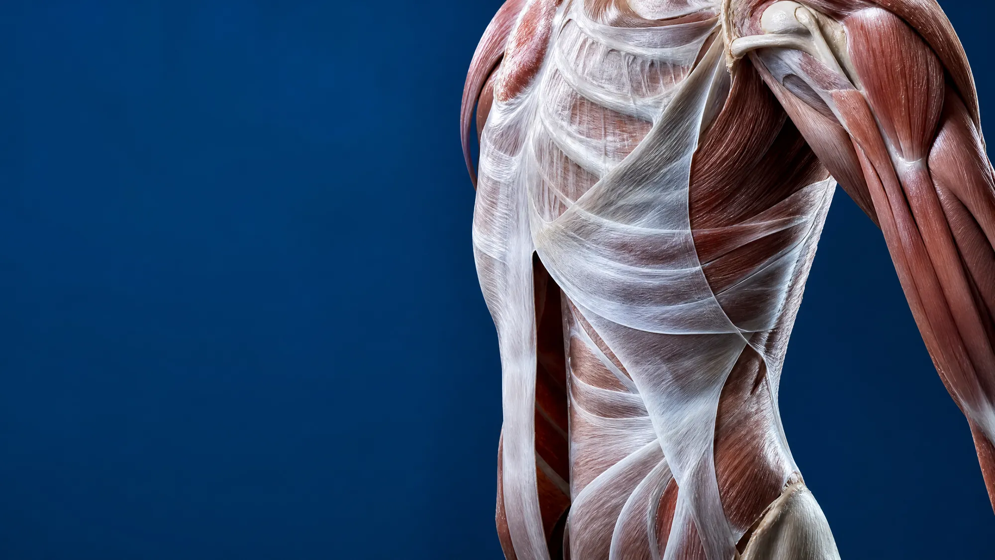 Anatomical visualization of deep fascial layers surrounding the shoulder, torso and hip musculature.