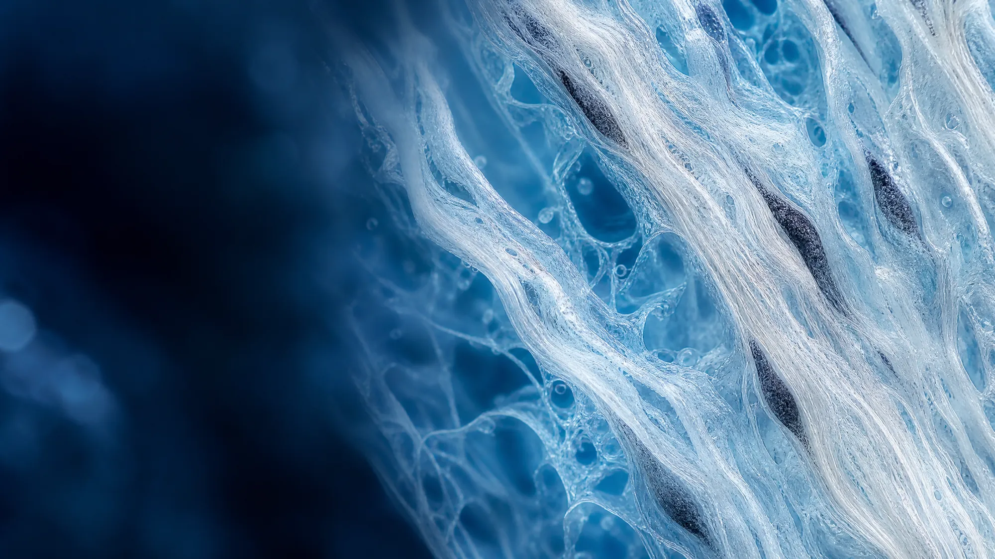Microscopic visualization of fascial tissue showing fibroblast-like fasciacytes in hydrated extracellular matrix.